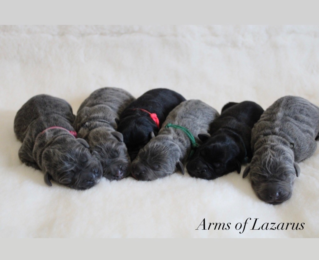 chiot Cane Corso Arms Of Lazarus