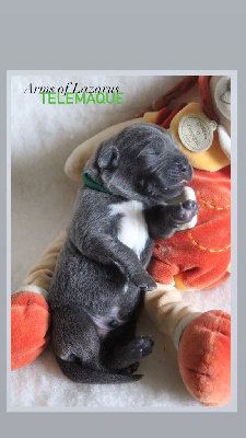 TELEMAQUE