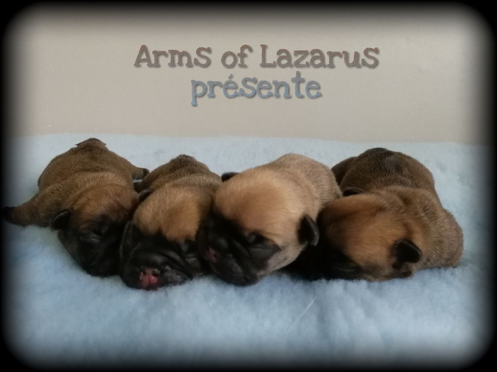 chiot Bouledogue français Arms Of Lazarus