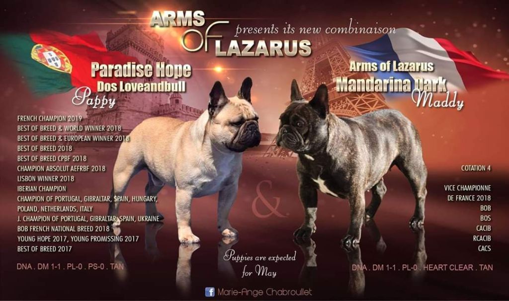 Arms Of Lazarus - Bouledogue français - Portée née le 14/05/2019