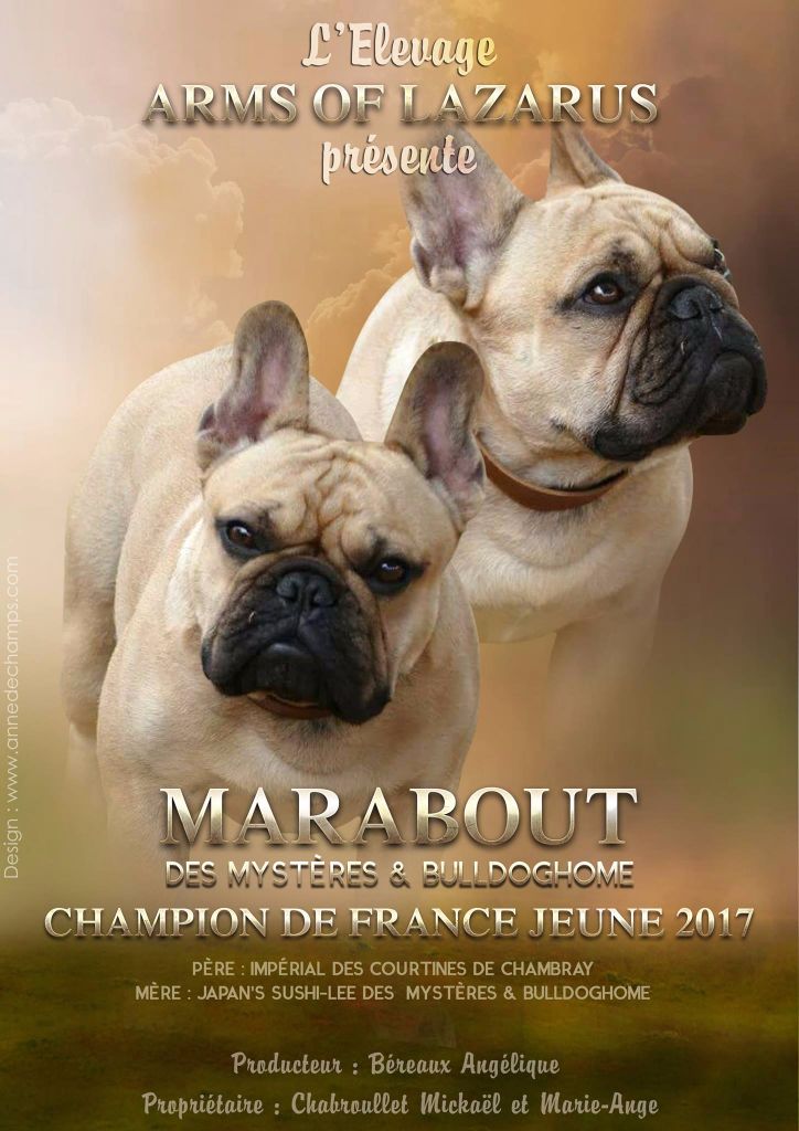 Marabout Des Mystères Et Bulldoghome